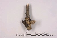 藏品(島衣屬 )的圖片